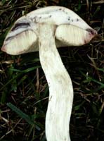 a cross-section shows the color change when cut and how long the tubes are. Leccinum aurantiacum.